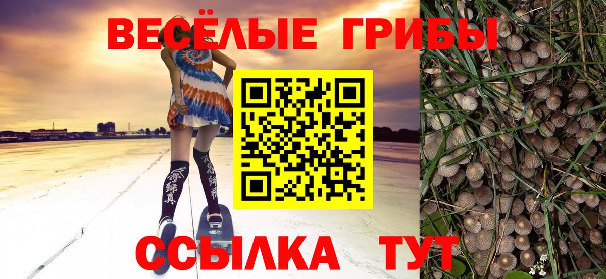 Будённовск  Галлюциногенные грибы прущие грибы  Вход с VPN  Псилоцибиновые грибы Psilocybe 
